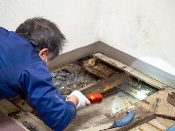 Best Mold Damage Repair  in Hialeah Gardens, FL