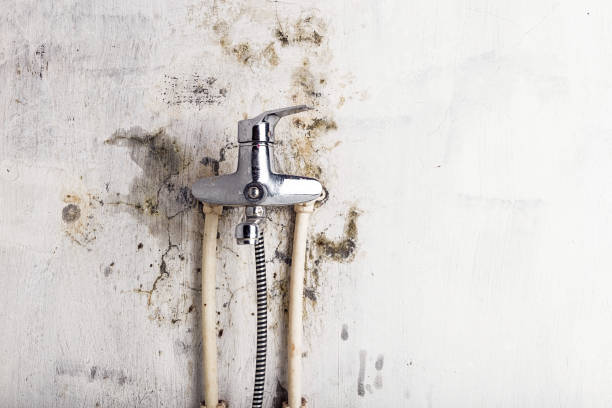 Best Black Mold Removal  in Hialeah Gardens, FL
