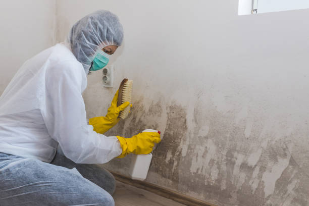 Best Residential Mold Removal  in Hialeah Gardens, FL