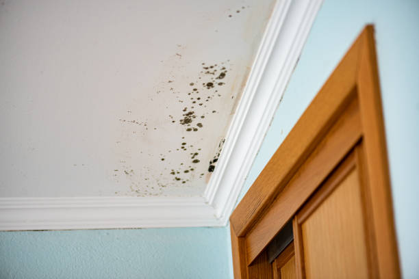 Best Mold Damage Repair  in Hialeah Gardens, FL