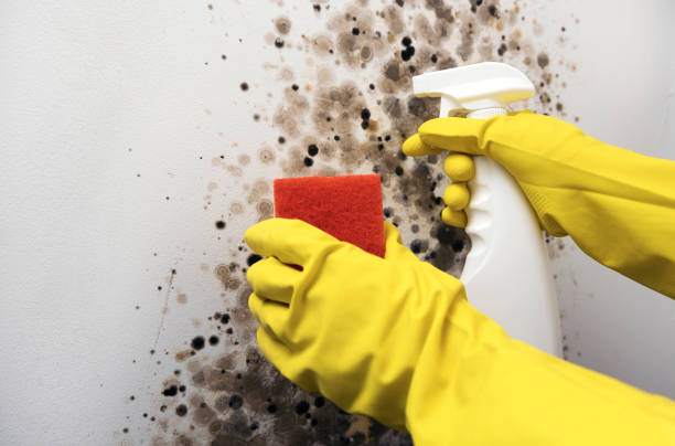 Mold Removal Process in Hialeah Gardens, FL