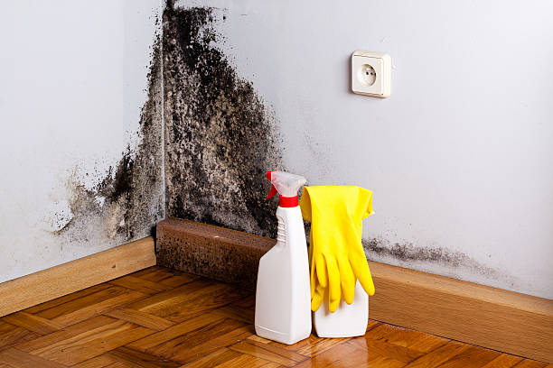 Best Commercial Mold Removal  in Hialeah Gardens, FL